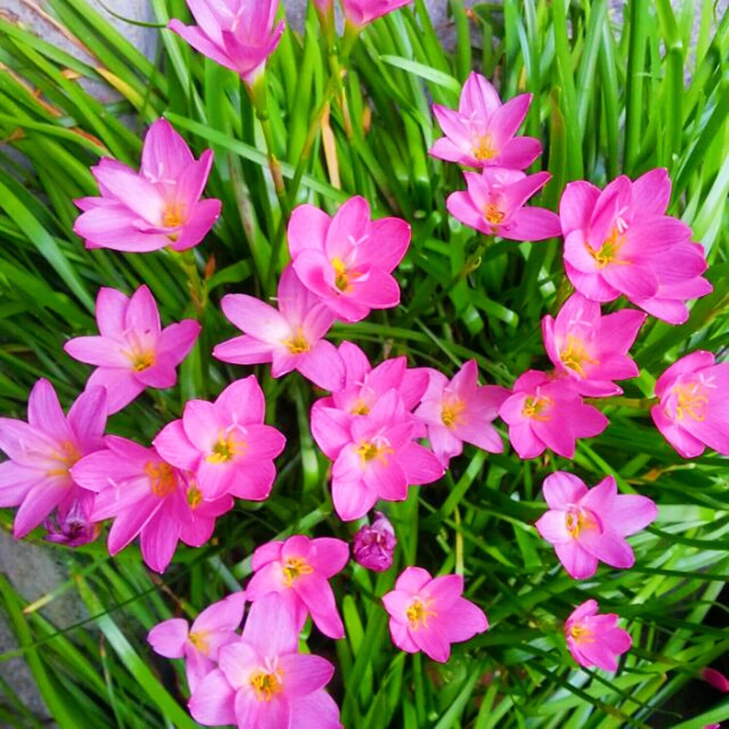 Rain Lily Pink Flower Bulbs Pack of 10 | Fast Blooming Garden Bulbs Seed-image-39
