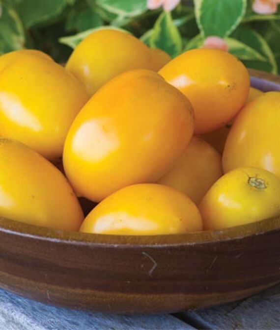vibex Golden Fresh Salsa Hybrid Tomato Seed-picture-10