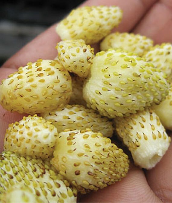 biosnyg Strawberry, Alpine Yellow Wonder Seed-picture-25