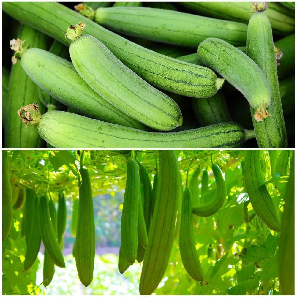 Sponge gourd/ Tori seeds online Seed-image-42