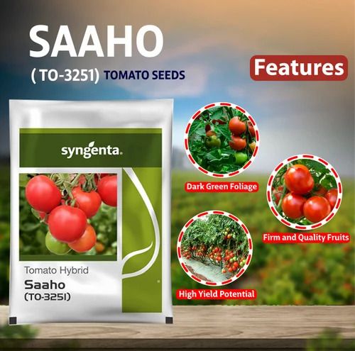 gorgeous moment tomato Seed-picture-12
