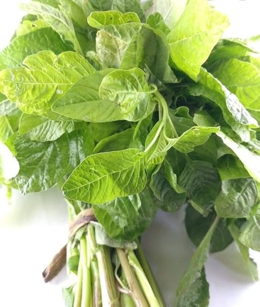 smgold Green Leaf Amaranthus Hybrid Seed-picture-37