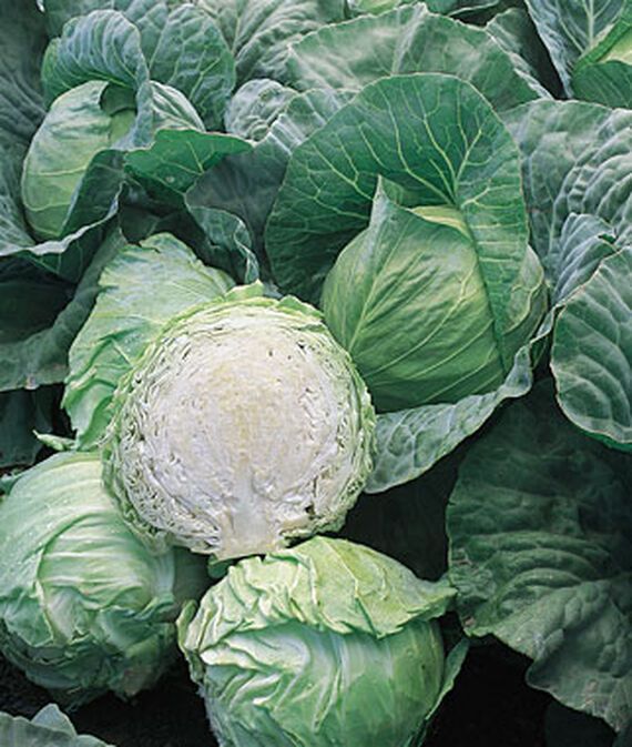 Cabbage, Early Jersey Wakefield Seed-image-21