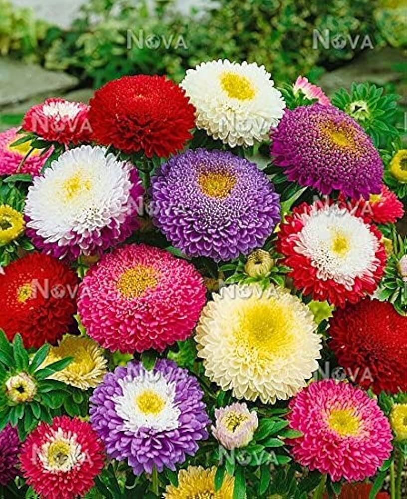 Aster Flowers Premium Mixed Color Seed-image-44