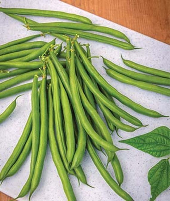 Bush Bean Desperado Seed-image-34