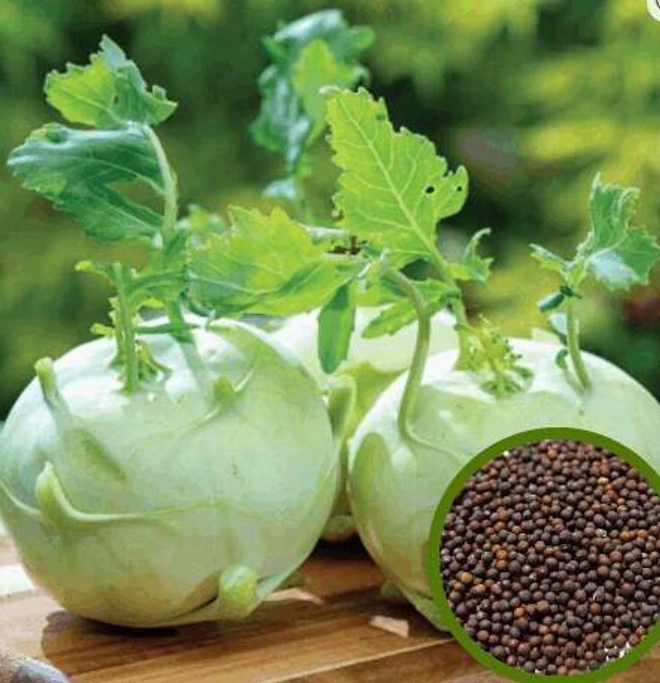 deys agro knol khol vegetable seeds,Kholrabi Seed-picture-43