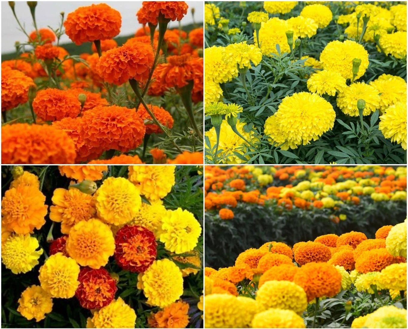 deys agro marigold flower seeds hybrid mix Seed-picture-18