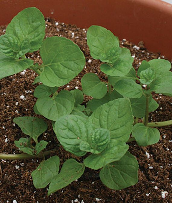 biosnyg Mint, Orange Seed-picture-46
