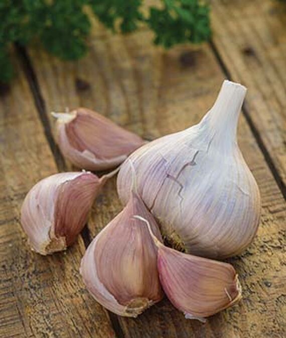 biosnyg Metechi Hybrid Garlic Seed-picture-27