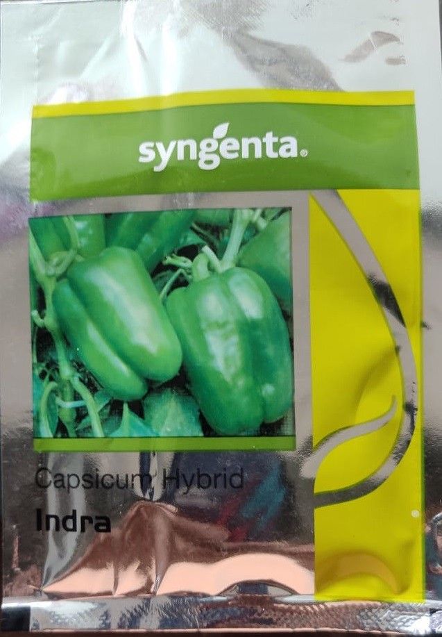 Capsicum, Indra-1000 Seed-image-11