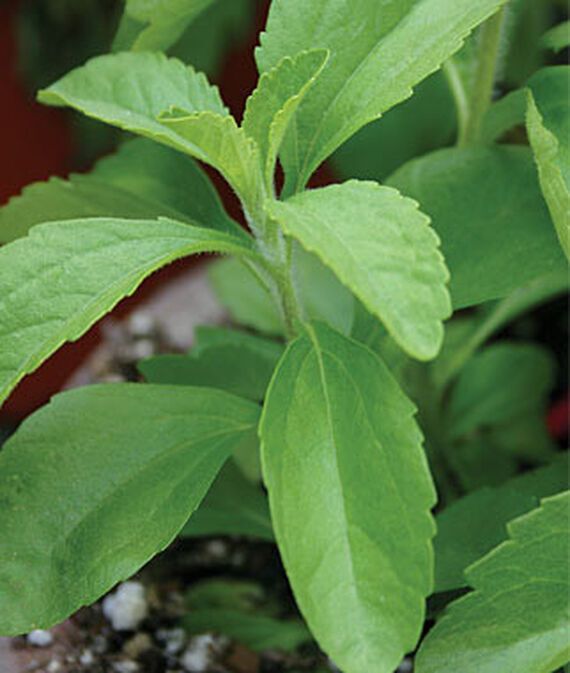 knessin Herb Seed-picture-19