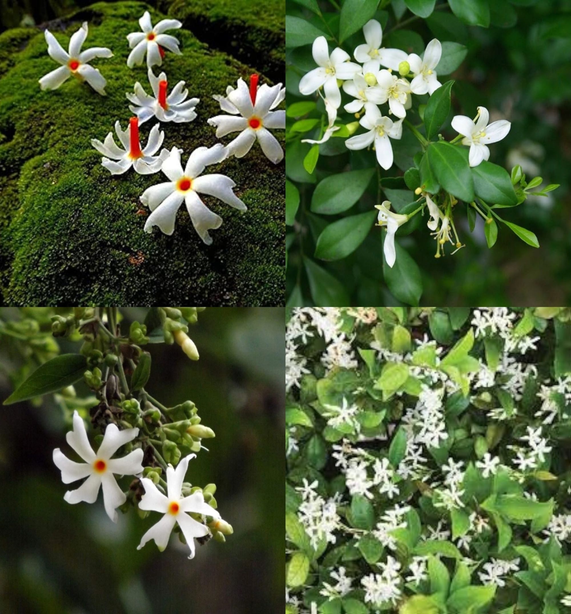 Chameli flower plant seeds pack of 36 Seed-image-24