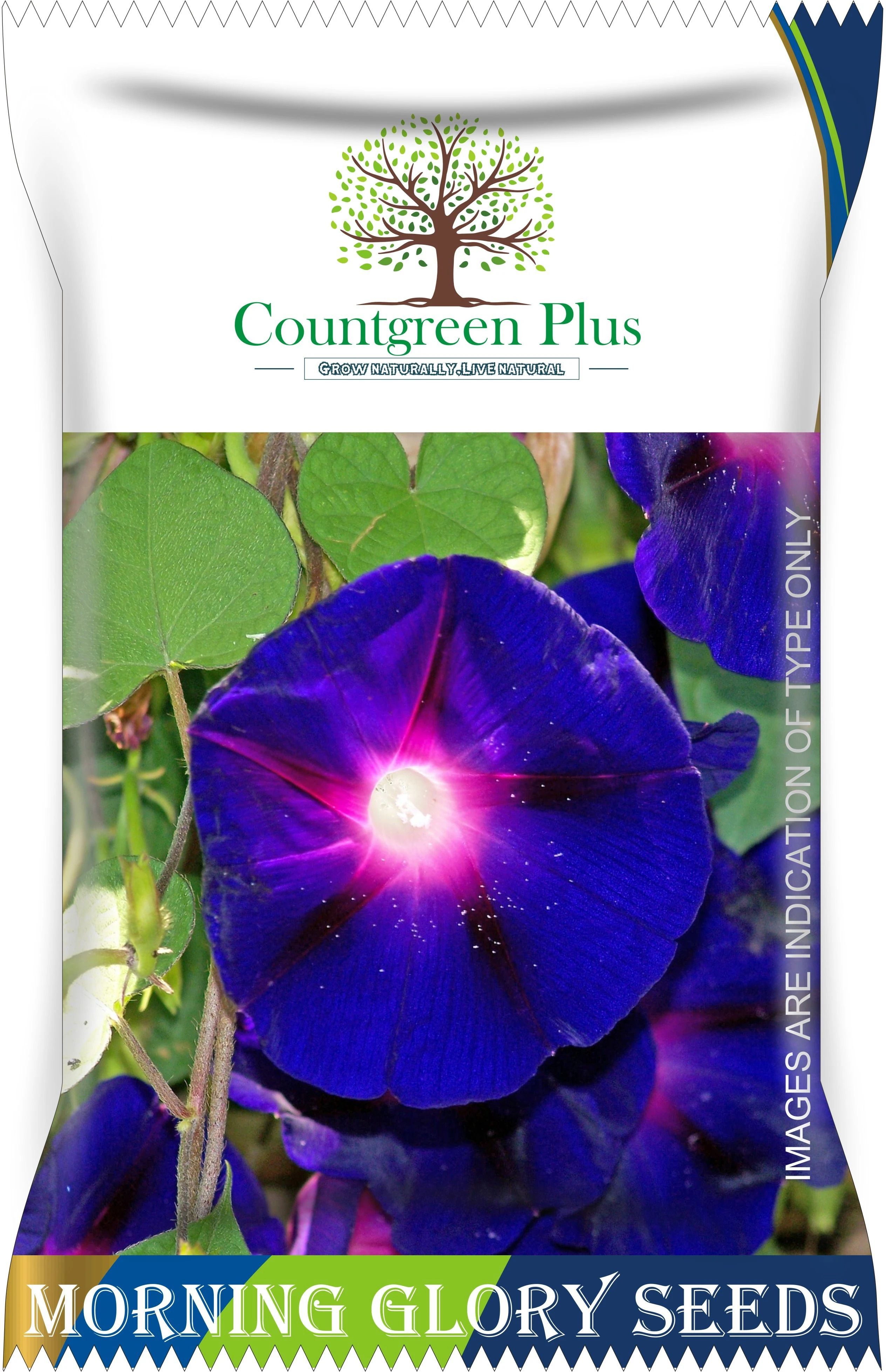 Morning Glory Flower Seeds Seed-image-44