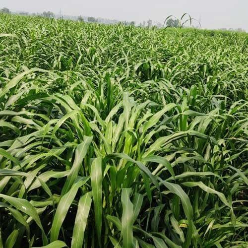 deys agro ® American 5g napier grass seeds beez,bajra napier grass guatemala hybrid Seed-picture-8