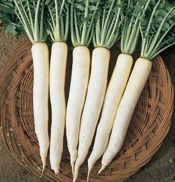 Radish f1 hybrid white vegetable Seed-image-17