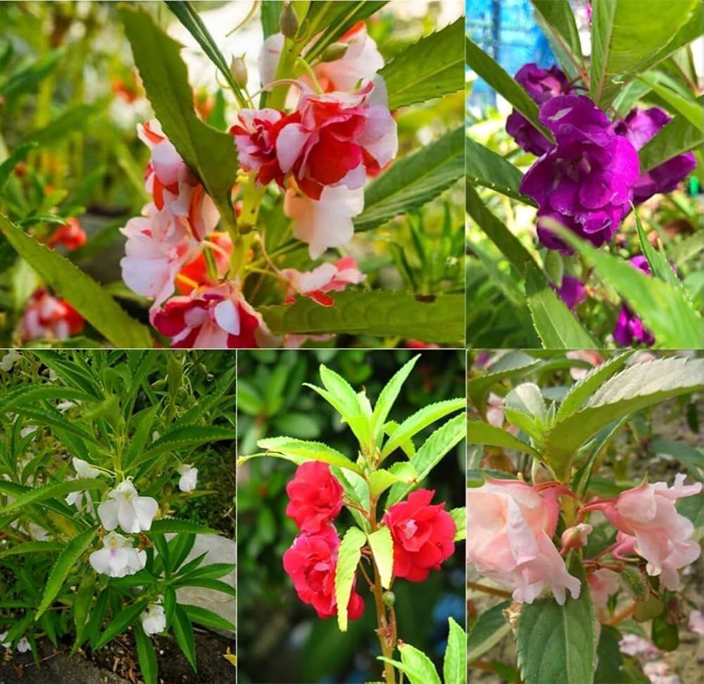 smgold Balsam Single Mixed Color (Impatiens Balsmina) Flower Seed-picture-44