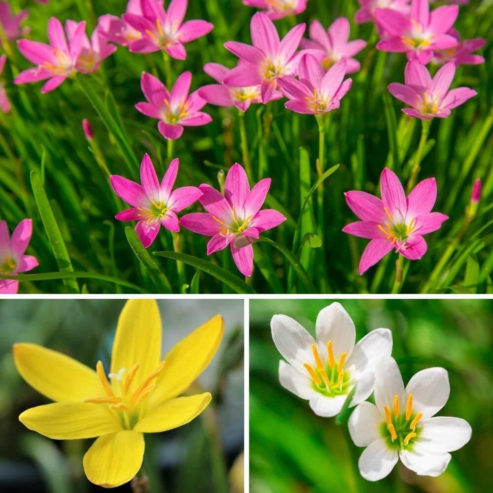Rain Lily Flower Bulbs Mix Color Pack of 15 | Beautiful Blooming Flowers Seed-image-10