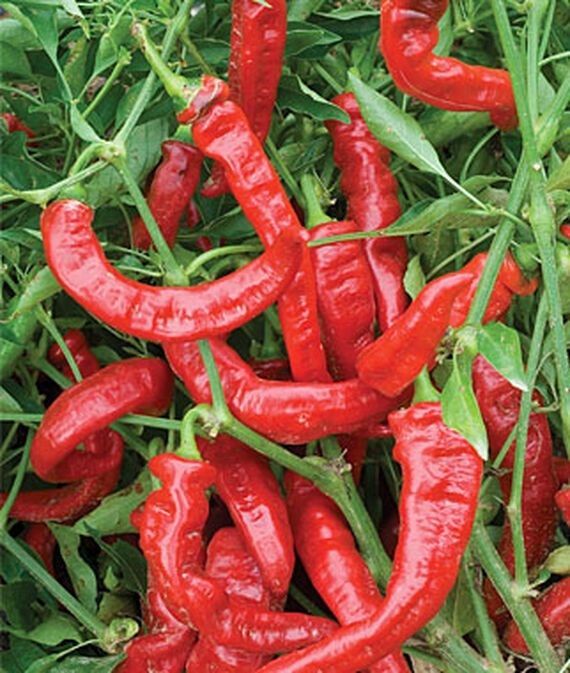 biosnyg Sweet, Jimmy Nardello Pepper Seed-picture-45