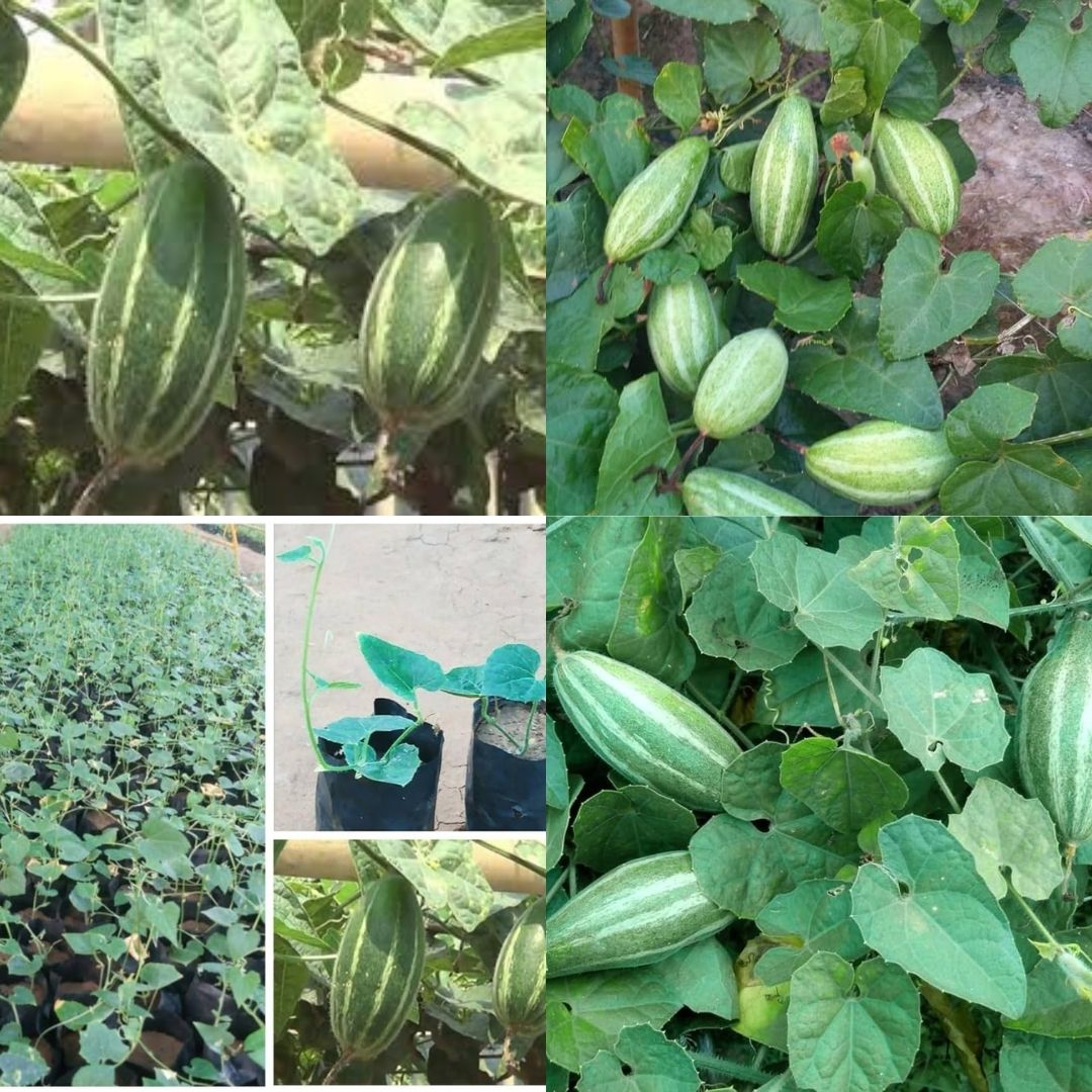 Parwal seeds hybrid all seasons 17 Seed-image-48