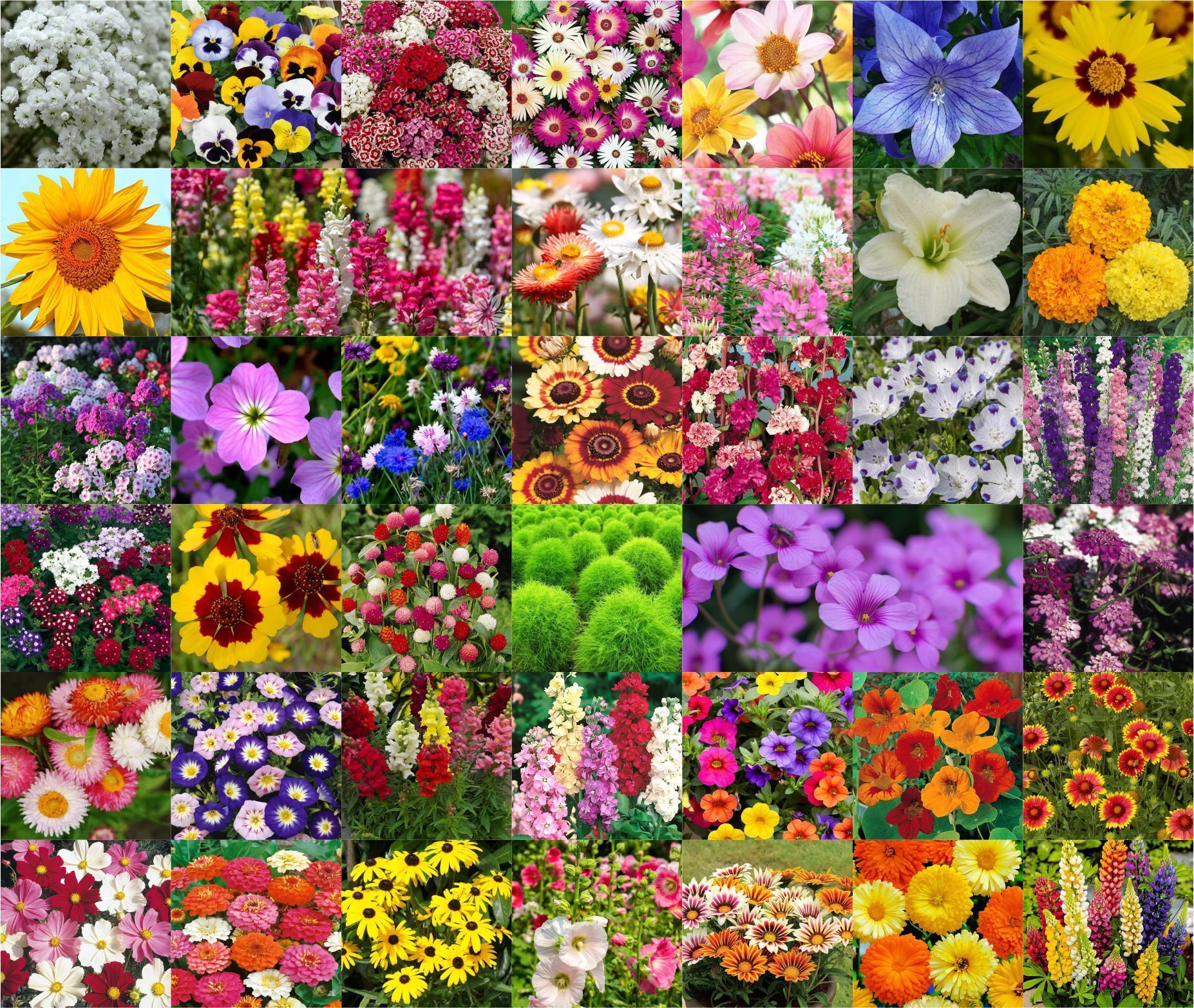 Combo of 40 Variety 3000+ Flower Seeds Combo Pack Seed