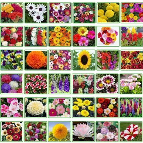 25 Variety Of Flower Seeds Combo Pack Seed-image-8