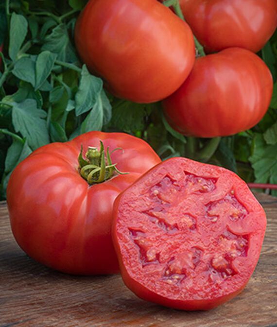 biosnyg Tomato, Medium Rare Hybrid Seed-picture-32