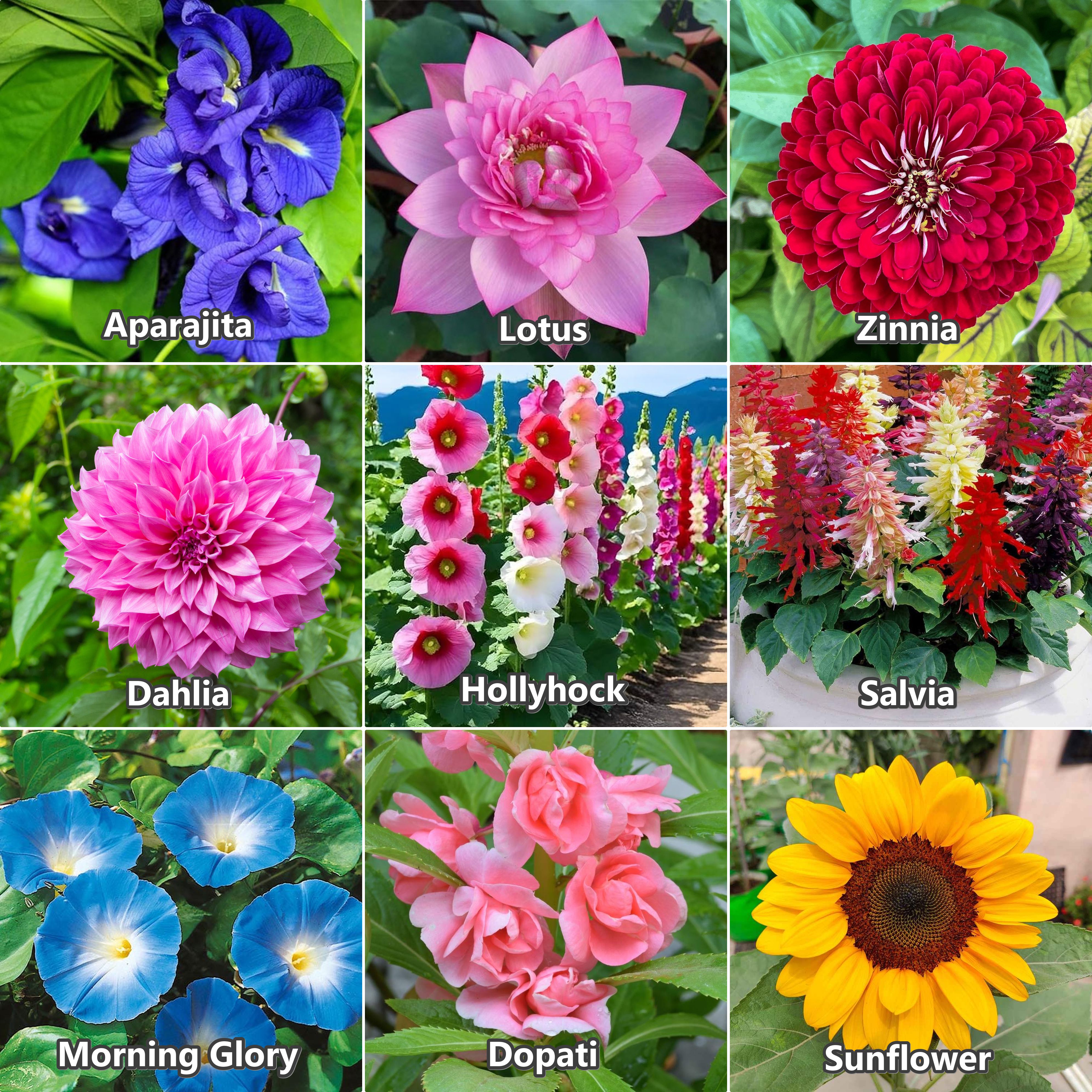 plantifynursery Hollyhock,Aprajita,Lotus, Dahlia,Dopati,Sunflower, Salvia,Mg glory,Zinnia, combo Seed-picture-33