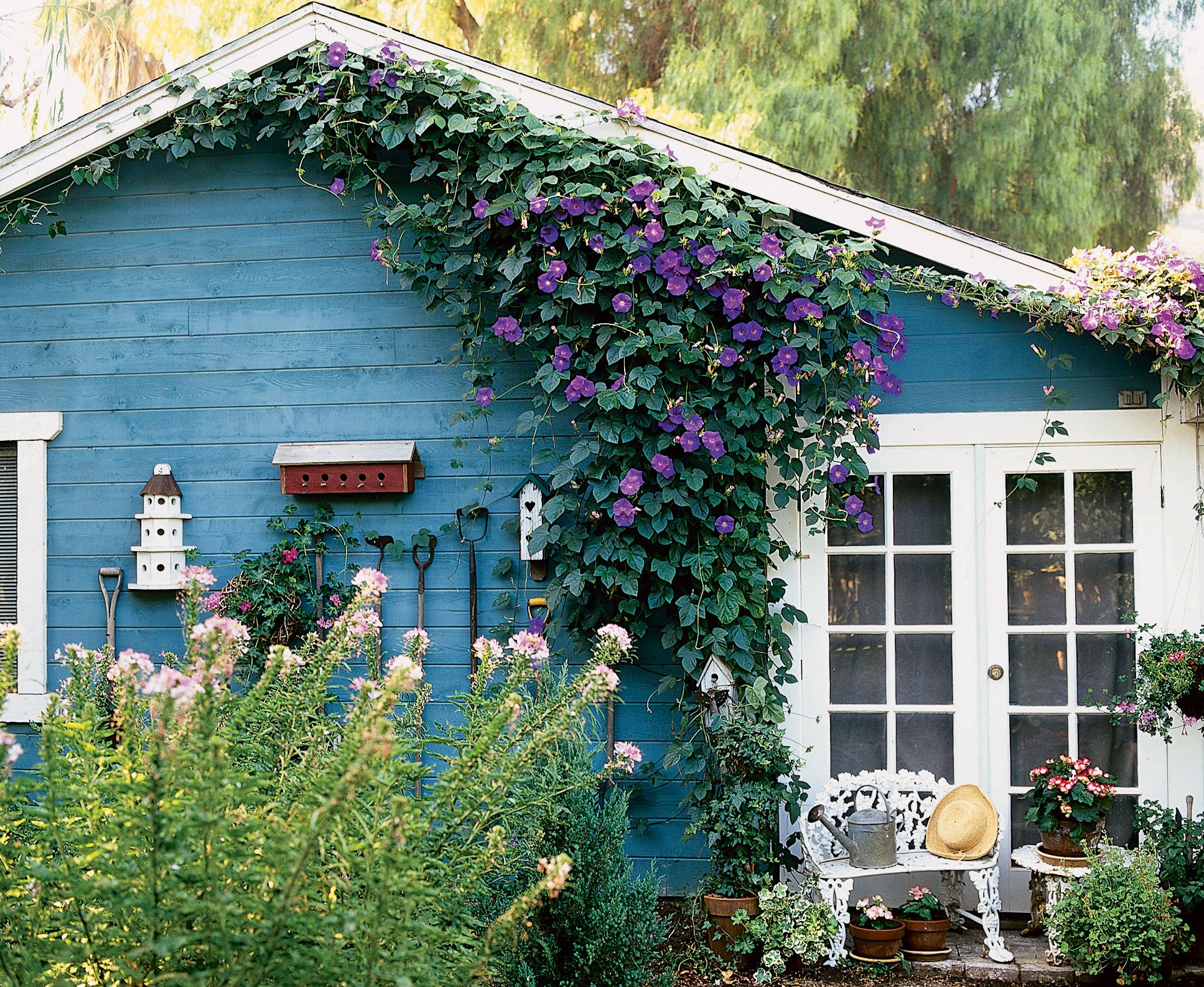 Buy Morning glory Flower Seed-image-7