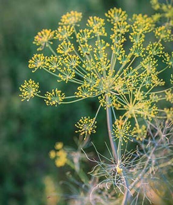 biosnyg Mammoth Dill Seed-picture-18