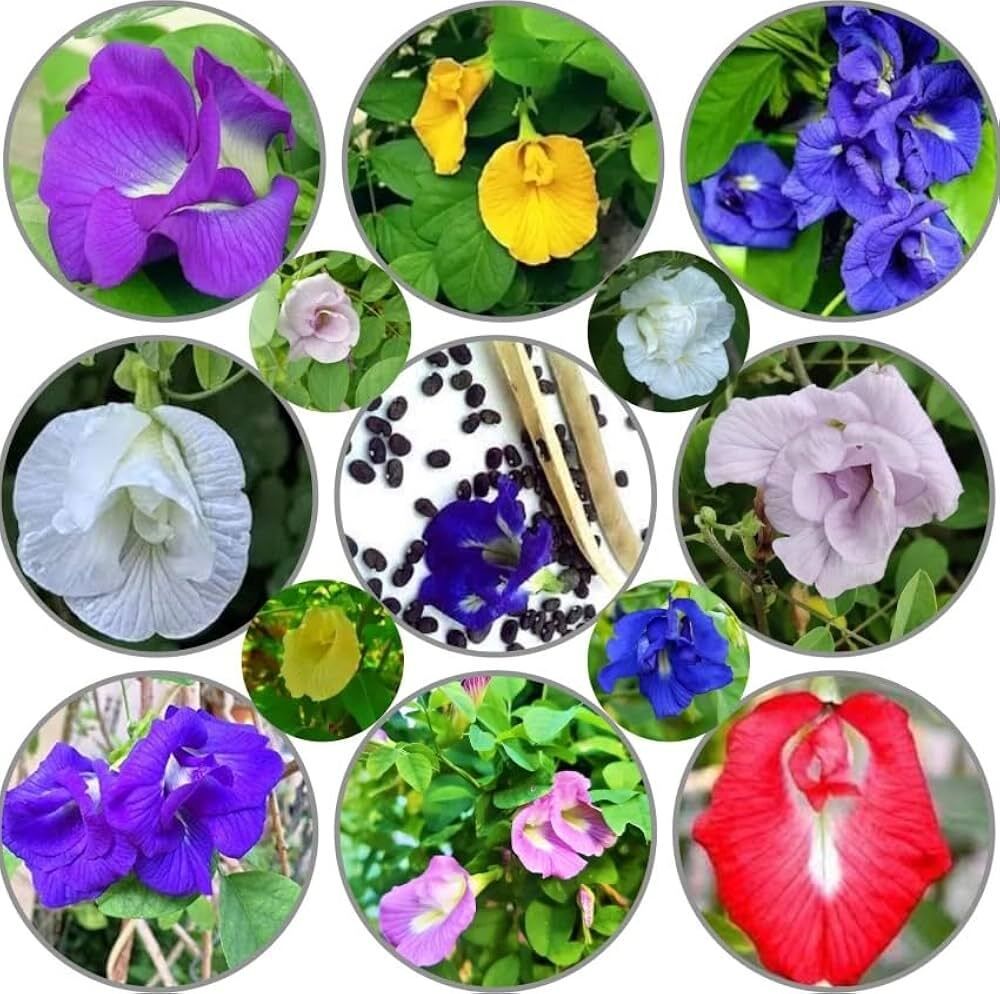 ariaanam Hybrid Aparajita Flower Seed-picture-29