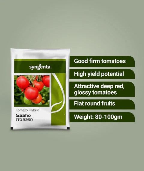 gorgeous moment tomato Seed-picture-13
