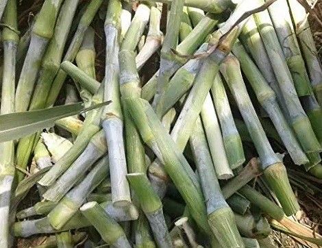 Napier 100% live grass stick for cow/goat/elephant eating. Seed-image-49