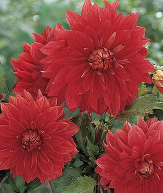 The Big Wow Dahlia Seed-image-35