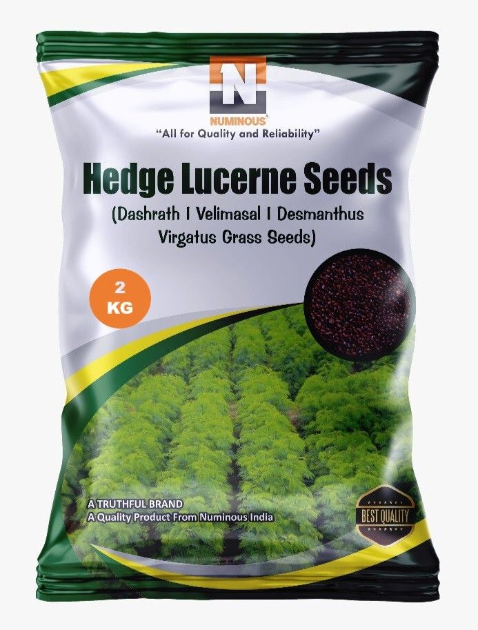 Hedge Lucerne, Dashrath, Desmanthus Virgatus, Velimasal Grass Fodder Seed