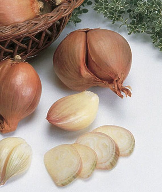 biosnyg Shallots, Dutch Yellow Seed-picture-30