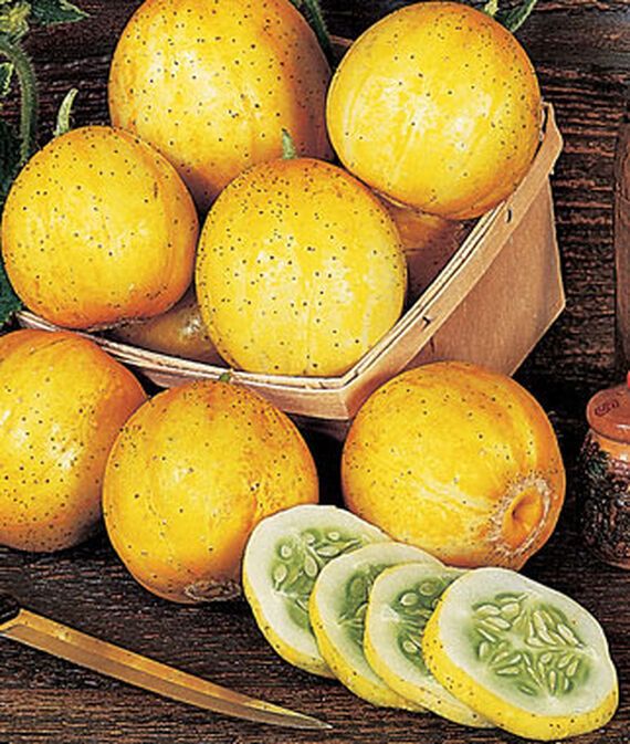 vibex Hybrid Cucumber, Lemon Seed-picture-38