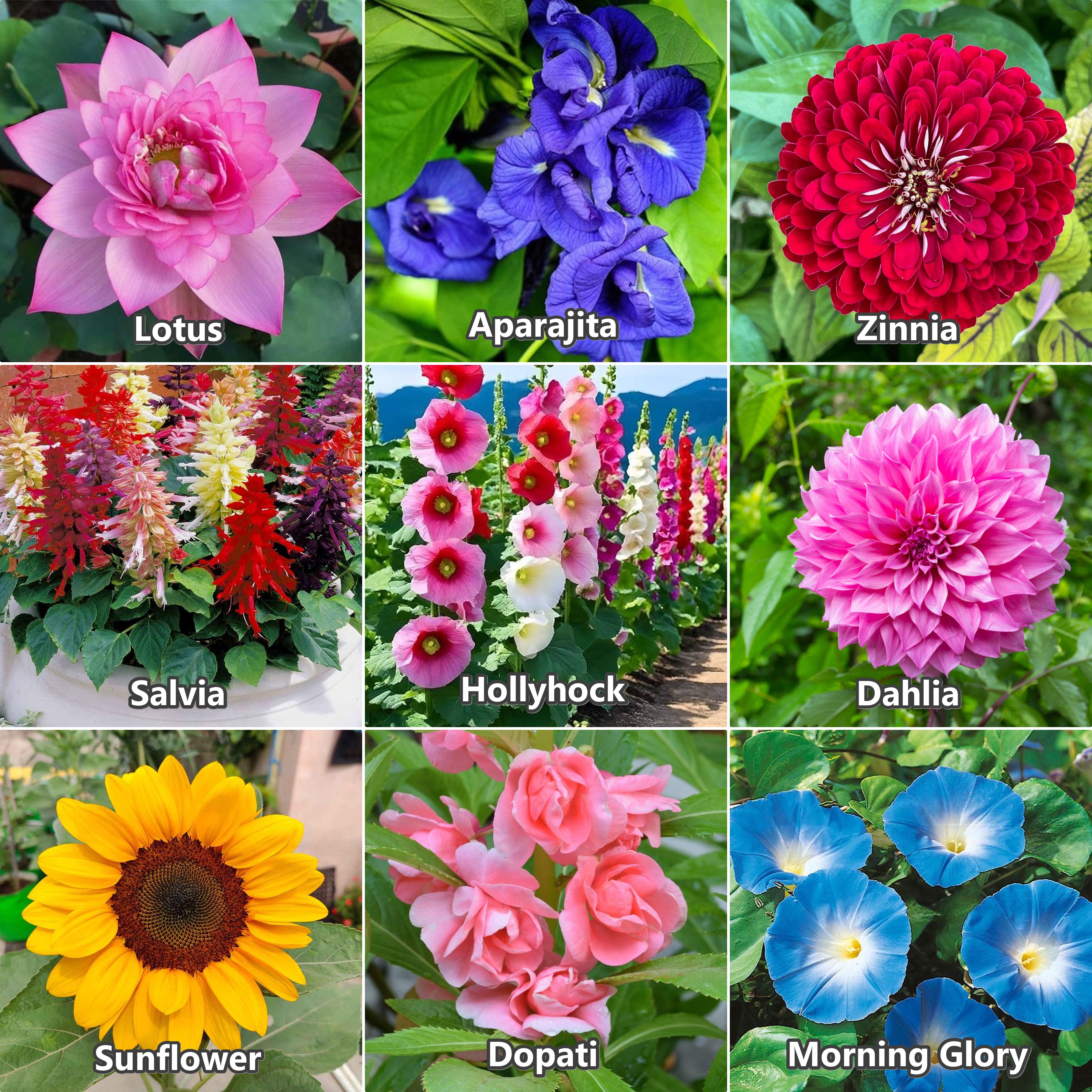Combo pack, Dahlia,Dopati,Sunflower, Hollyhock,Aprajita,Lotus, Salvia,Mg glory,Zinnia Seed-image-47