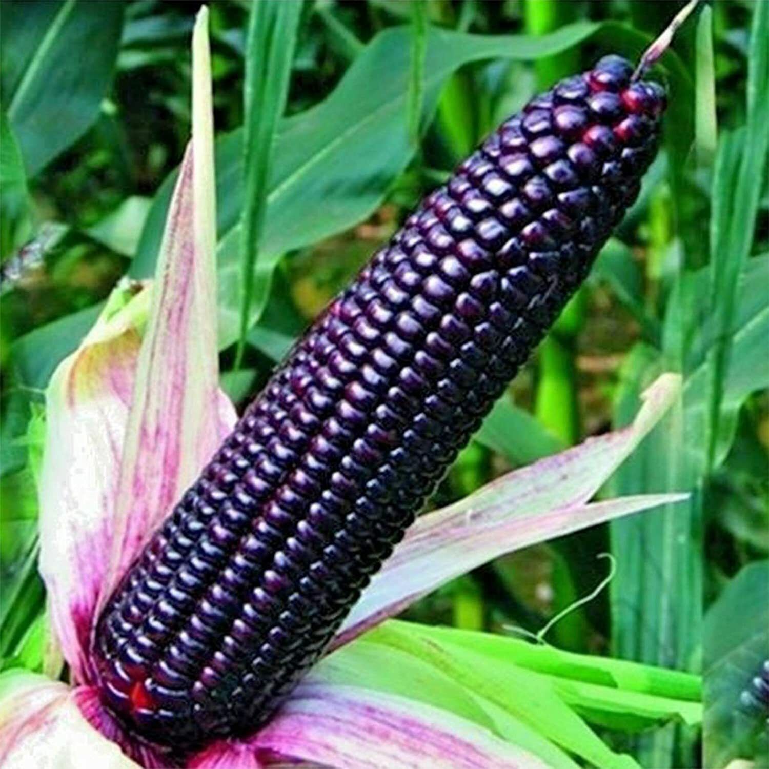 Natural High Germination Corn Black Seeds 2000 Seeds Seed-image-41