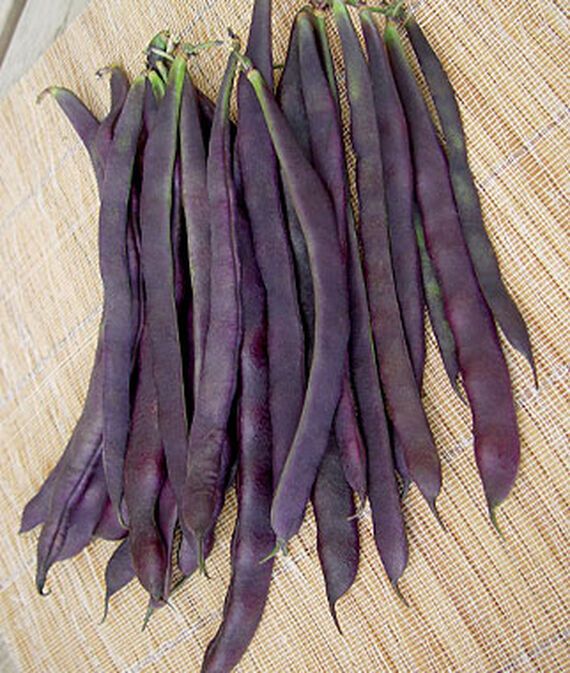 vibex Bean, Bush, Prevail Seed-picture-26
