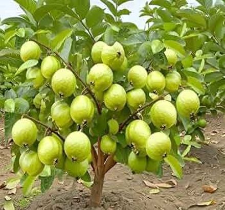 Guava/Amrood Seeds For Planting Seed-image-28