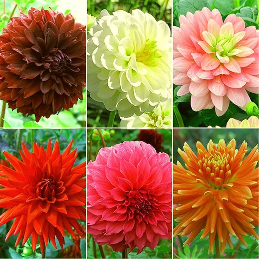 Dahlia Flower Bulbs Seed-image-21