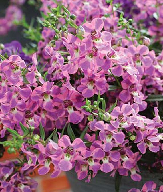 biosnyg AngelMist Spreading Berry Sparkler Angelonia Seed-picture-42