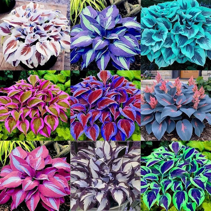 Multicolor Hosta Flower seeds Home & Garden Seed-image-37