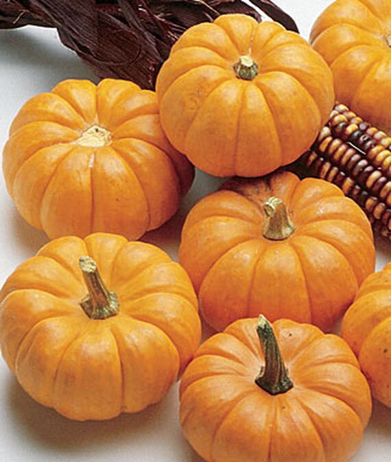 biosnyg Jack Be Little Pumpkin Seed-picture-17