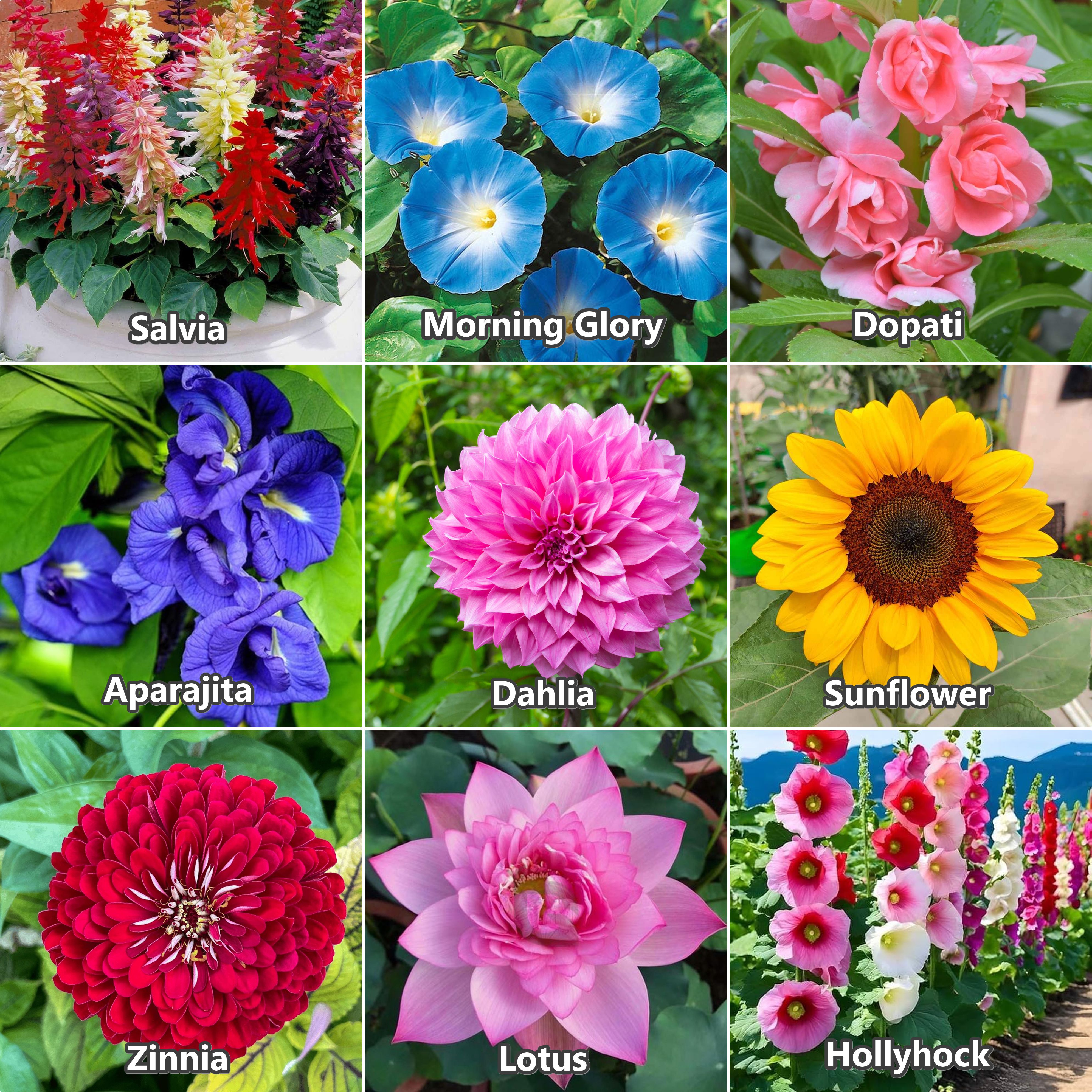 Combo pack, Dahlia,Dopati,Sunflower, Hollyhock,Aprajita,Lotus, Salvia,Mg glory,Zinnia Seed-image-36