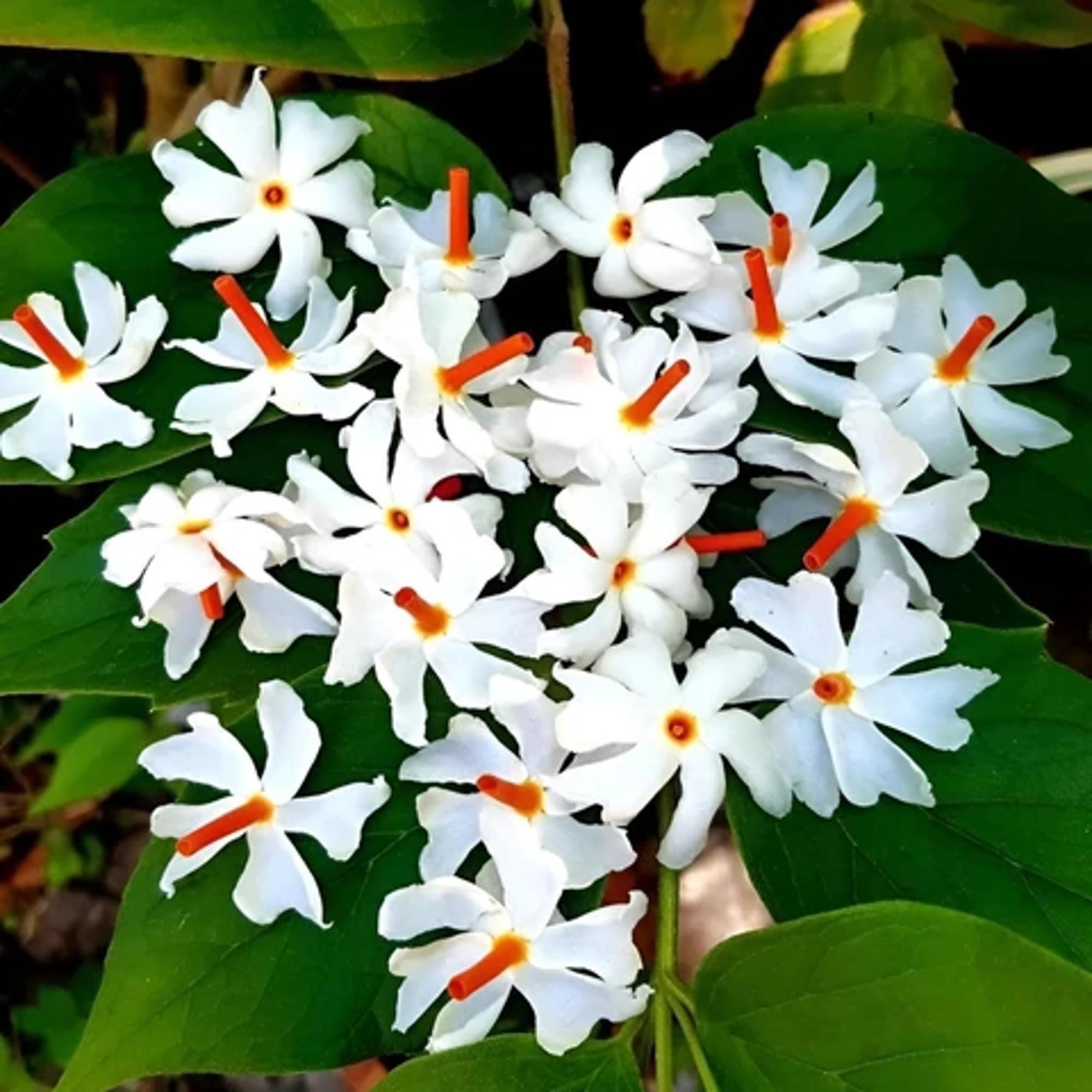 PlantifyNursery, Night Jasmine, Parijat, Sheuli Seed-image-41