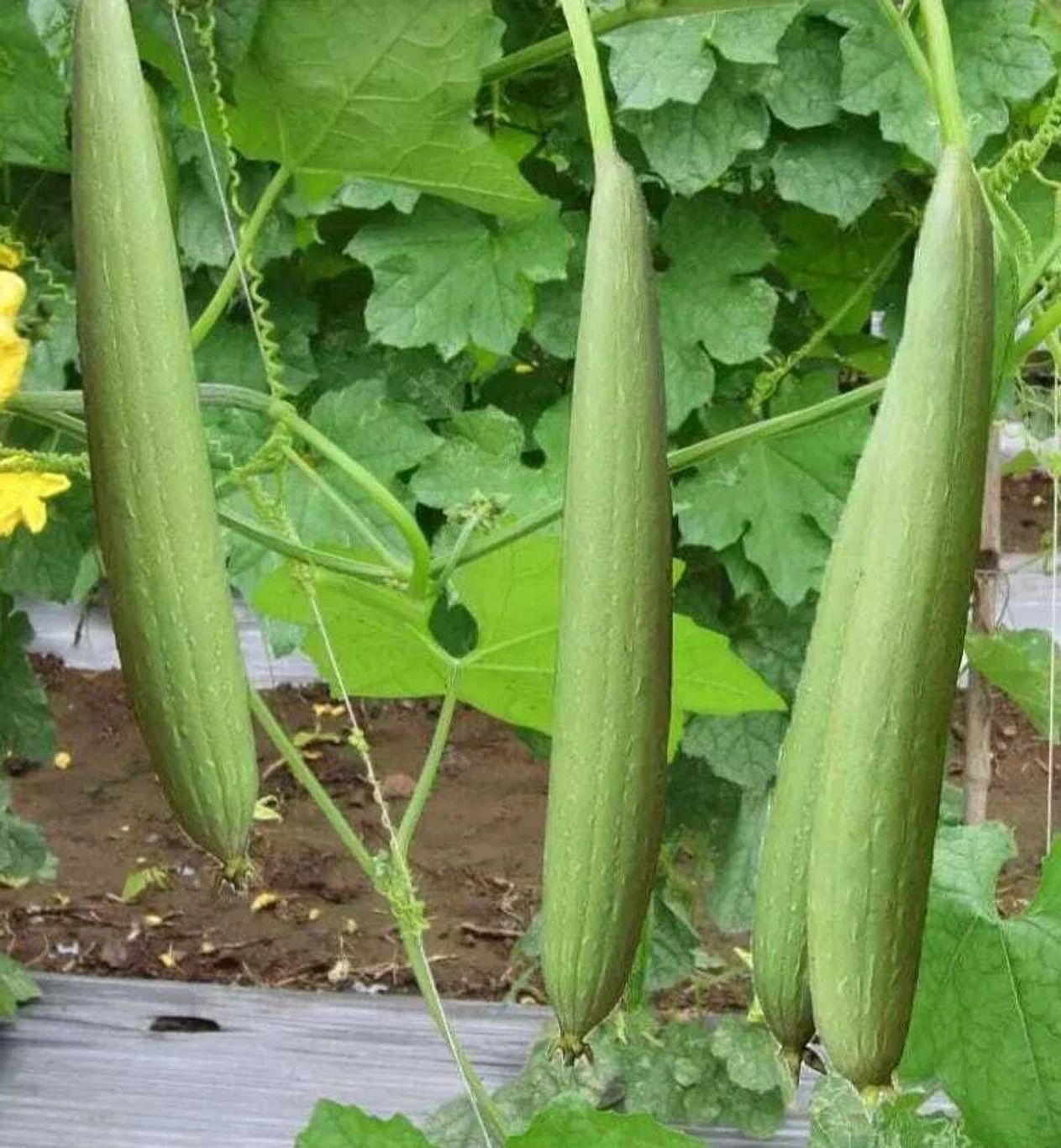 deys agro Organic Luffa/Sponge Gourd, Nenua Seeds 71 Seed-picture-17