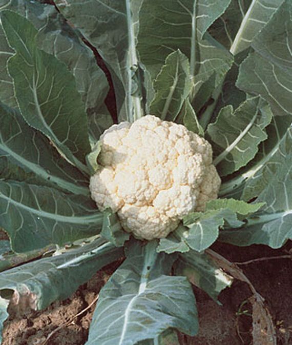 Cauliflower, Snowball Self-Blanching Seed-image-43