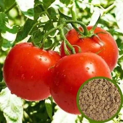 deys agro ® tomato seeds hybrid tamatar k bij pack of 226 Seed-picture-4