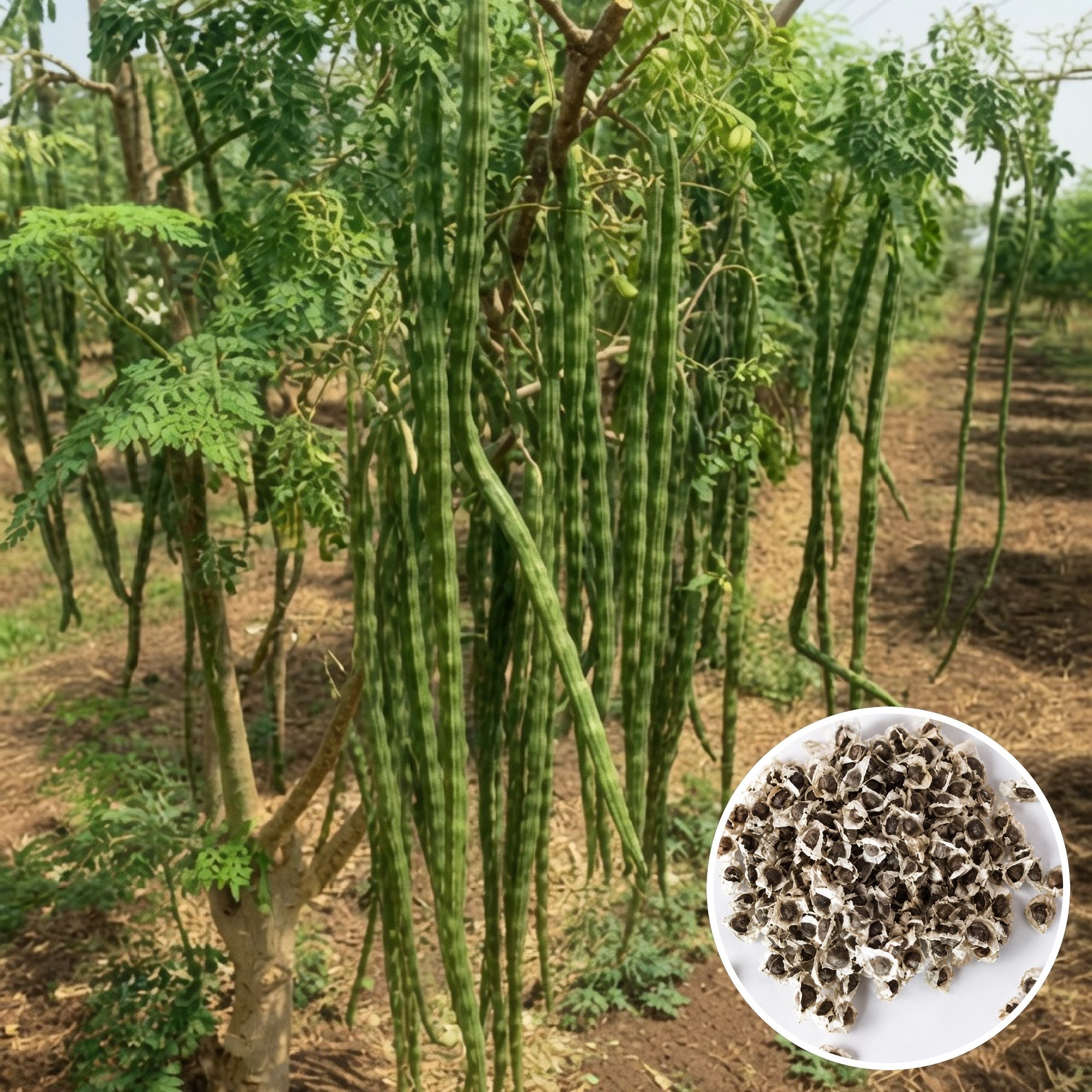 Drumstick Tree, Horseradish Tree, Miracle Tree, High Germination Seed-image-4